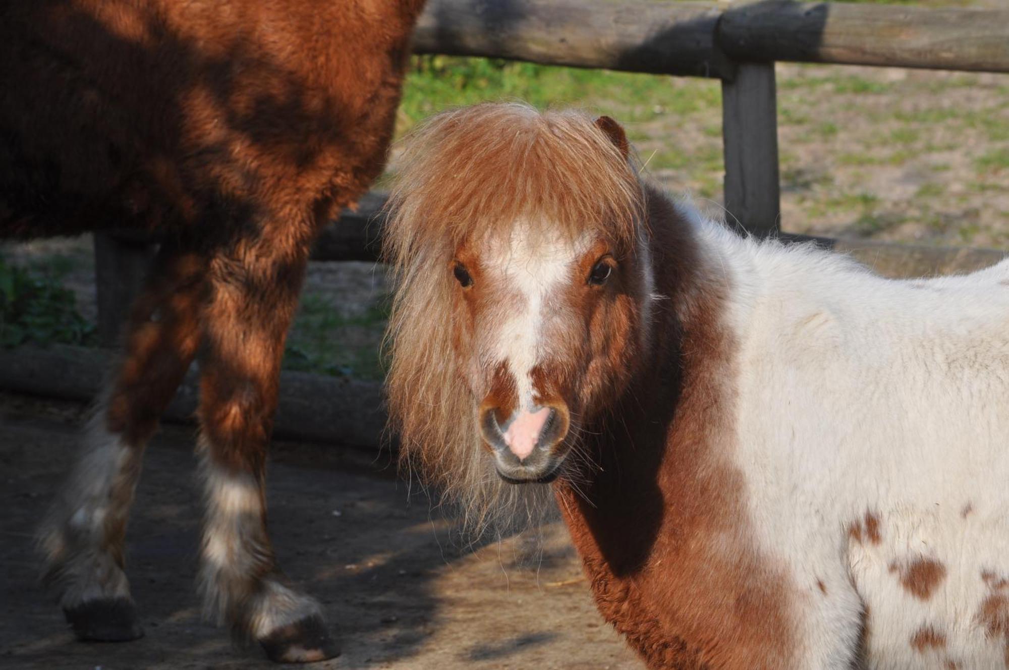 "Pony Pod" At Nelson Park Riding Centre Ltd - Glamping Pod Also Available The Fox Pod And Trailor Escapes- Birchington, Ramsgate, Broadstairs Margate Hotel Westgate-on-Sea Buitenkant foto